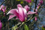 Spring magnolia pictures desktop wallpaper