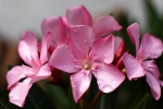 HD Oleander Pictures Desktop Wallpaper