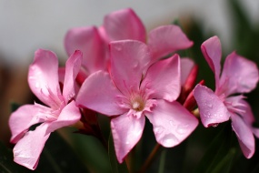 HD Oleander Pictures Desktop Wallpaper