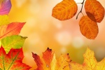 Late autumn red maple leaf scenery picture desktop wallpaper