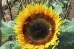 yellow sunflower pictures