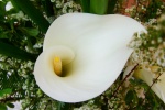HD calla lily pictures desktop wallpaper