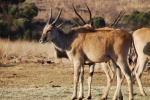 Pictures of big forest antelope