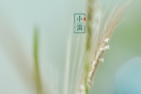 Solar term Xiaoman computer wallpaper with the fragrance of wheat