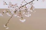 White cherry blossom HD wallpaper
