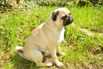 Cute and cute pug pictures