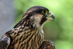 Peregrine Falcon Picture Desktop Wallpaper