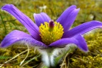 HD Wildflower Pulsatilla Pictures Desktop Wallpaper