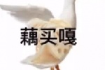 藕买嘎表情包