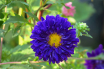 Beautiful aster pictures and photography