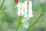 Twenty-four solar terms Qingming Festival mobile wallpaper