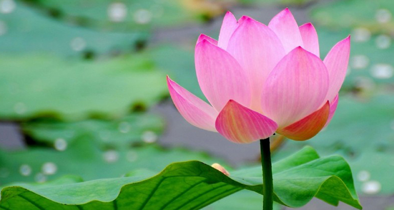 Lotus desktop wallpaper