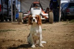 King Charles Spaniel Pictures