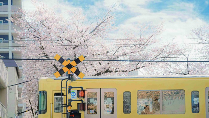 Spring cherry blossoms in full bloom fresh scenery picture wallpaper