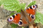 Beautiful peacock butterfly pictures