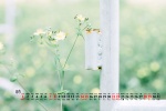 2021年8月公园花草树叶桌面日历壁纸
