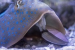 Blue-spotted stingray pictures