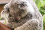 Sleeping koala pictures