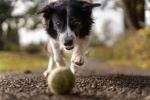 border collie pictures