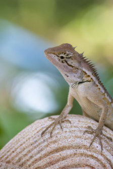 會變色的鬣鱗蜥圖片