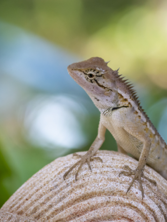 Color changing iguana pictures