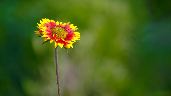 Bright celestial being pictures desktop wallpaper