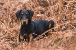 Doberman Pinscher Pictures Doberman Pinscher Pictures