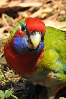 漂亮的玫瑰鸚鵡圖片