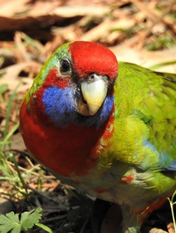 Beautiful rose parrot pictures