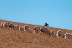 Goat on the grassland picture desktop wallpaper