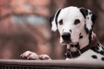 Dalmatian dog pictures