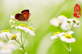 Traditional festival Qingming Festival pictures desktop wallpaper