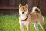 Japanese Akita dog pictures desktop wallpaper