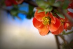 HD Begonia Flower Pictures Desktop Wallpaper