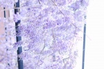 紫藤花清新風高清壁紙