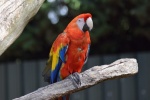 Colorful macaw pictures