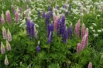 Purple lupine flower picture desktop wallpaper