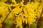 Bright forsythia fuchsia flower pictures desktop wallpaper