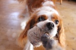 King Charles Spaniel Pictures