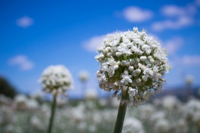 HD leek flower pictures desktop wallpaper