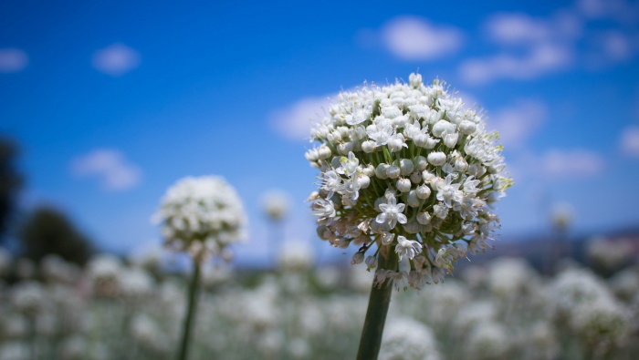HD leek flower pictures desktop wallpaper