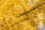Autumnal equinox ginkgo tree pictures desktop wallpaper