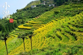 24节气小满景色桌面壁纸