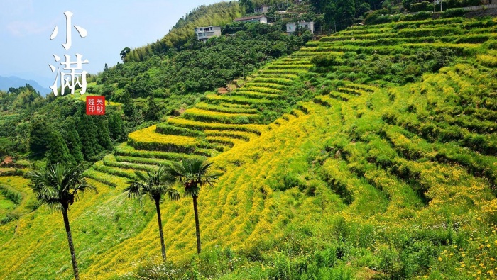 24 Solar Terms Xiaoman Scenery Desktop Wallpaper