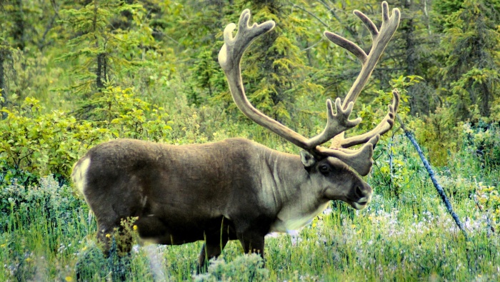 Reindeer with horns picture desktop wallpaper