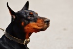 Doberman Pinscher Pictures Doberman Pinscher Pictures