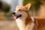 Running corgi pictures desktop wallpaper