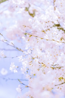 粉色的櫻花圖片手機壁紙