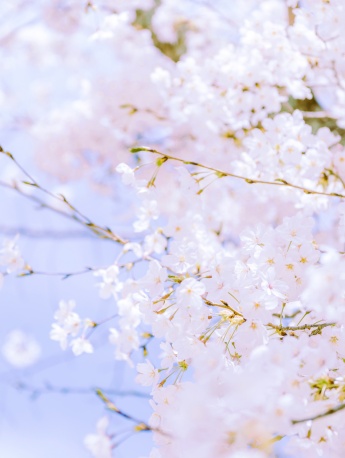 粉色的櫻花圖片手機壁紙