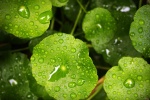 Eye protection green plant background picture desktop wallpaper